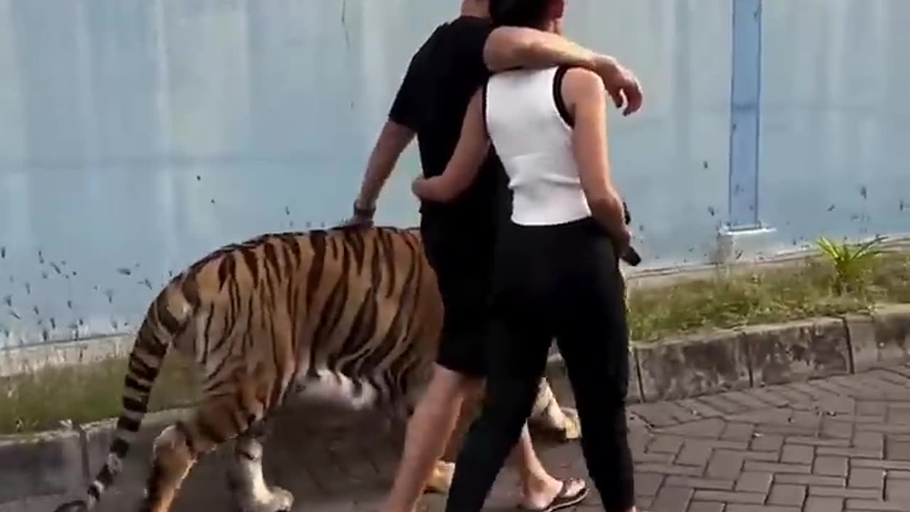 A couple adopted a baby tiger that lost its mother. #tigerbaby #animals #shorts