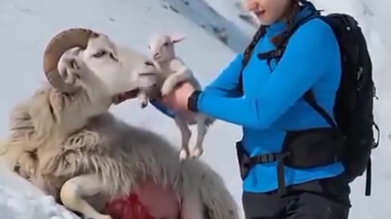 Girl Finds Injured Sheep While Hiking in the Snow | Heartwarming Rescue