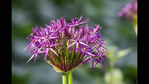 Backyard Spring Nature Sounds & Photography Slideshow | Birds, Bugs & Blooms in 4k