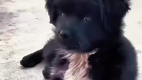 A women rescued an abandoned dog and gave it new life 🐕 💚