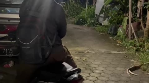 Mating Snakes in Indonesia