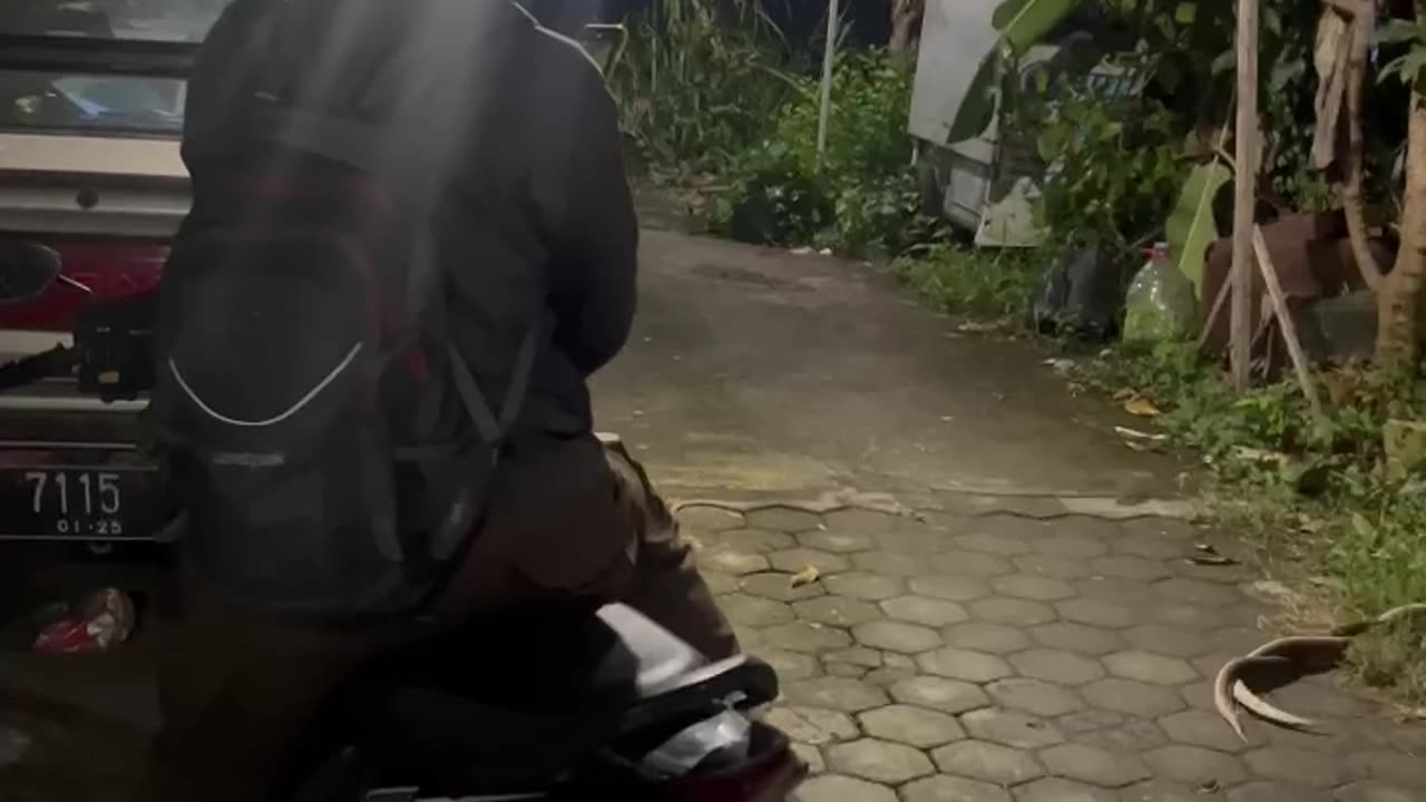 Mating Snakes in Indonesia