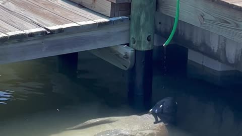 Manatee Hydration Station