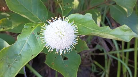 Sugar Shack Buttonbush