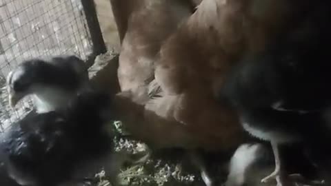 Chicken And His Children Funny Video