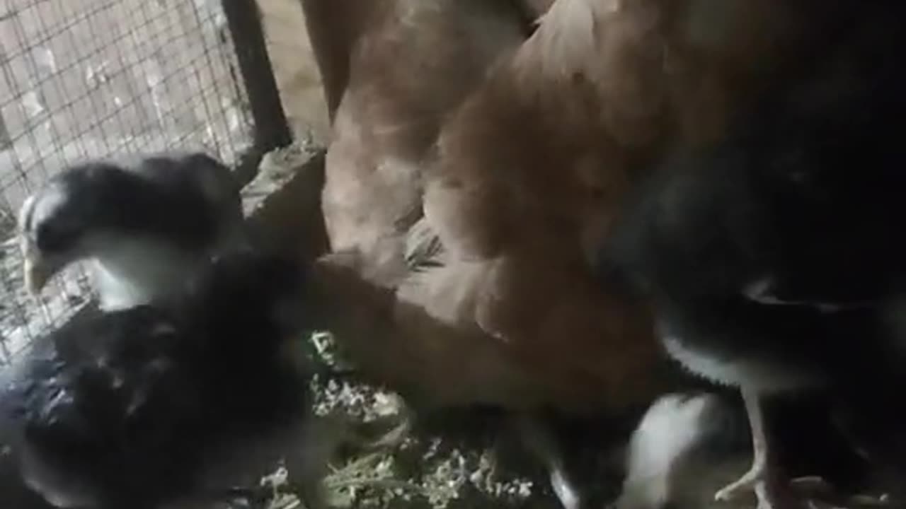 Chicken And His Children Funny Video