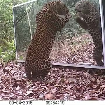Leopard reacts to seeing himself in a mirror
