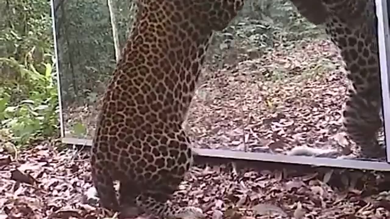 Leopard reacts to seeing himself in a mirror