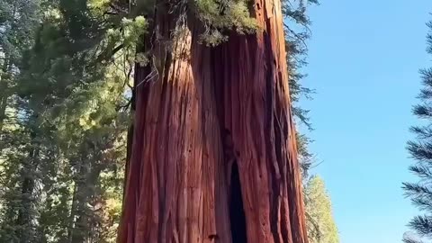 Giant Redwood
