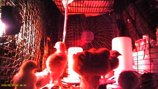 Baby Chickens Camera Pose - Day 10 part 1 - New Digs!