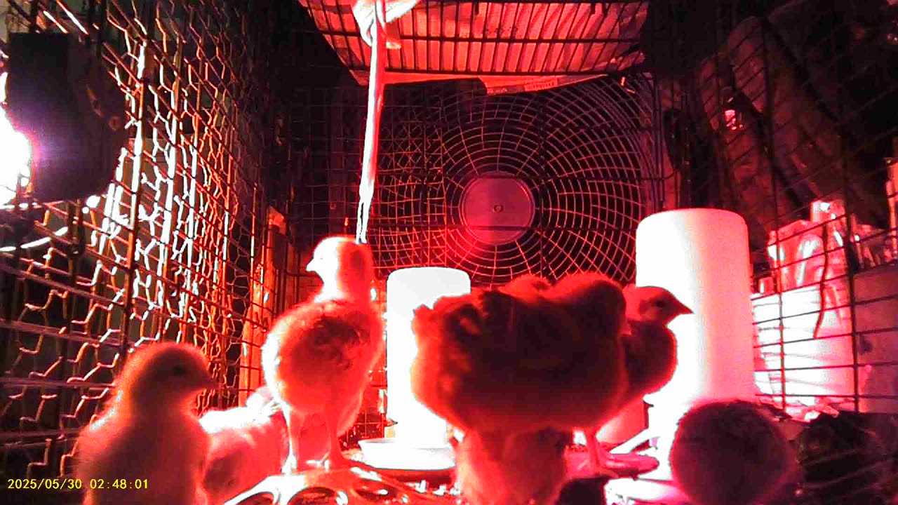 Baby Chickens Camera Pose - Day 10 part 1 - New Digs!