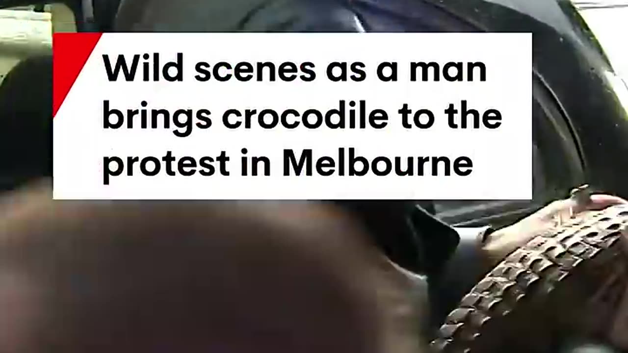 Wild scenes as a man brings a crocodile to the protest in Melbourne - 7NEWS Australia