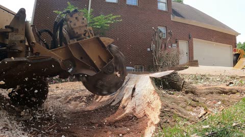 Stump Grinding a Maple Stump in Madsion, Alabama