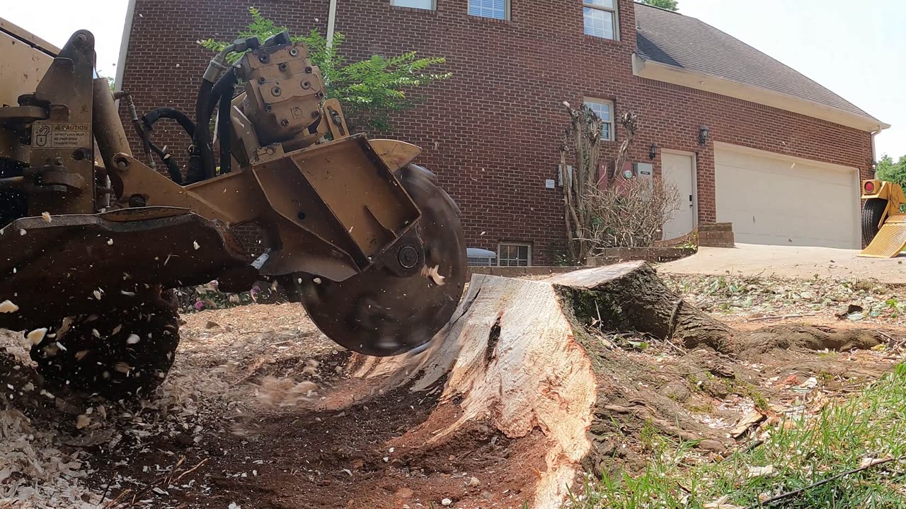 Stump Grinding a Maple Stump in Madsion, Alabama