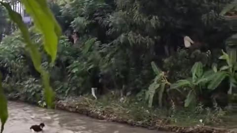 In Nepal, citizens capture communist politicians and throw them into the river.