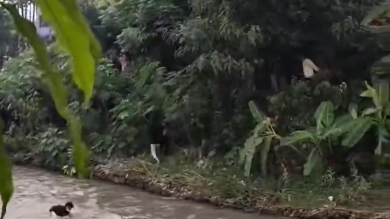 In Nepal, citizens capture communist politicians and throw them into the river.