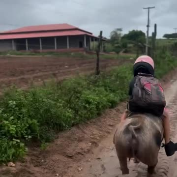 Riding a pig to school