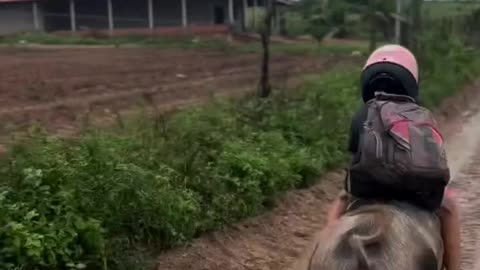 Riding a pig to school