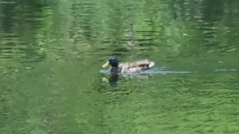 Beautiful Duck On A River In Great Britain