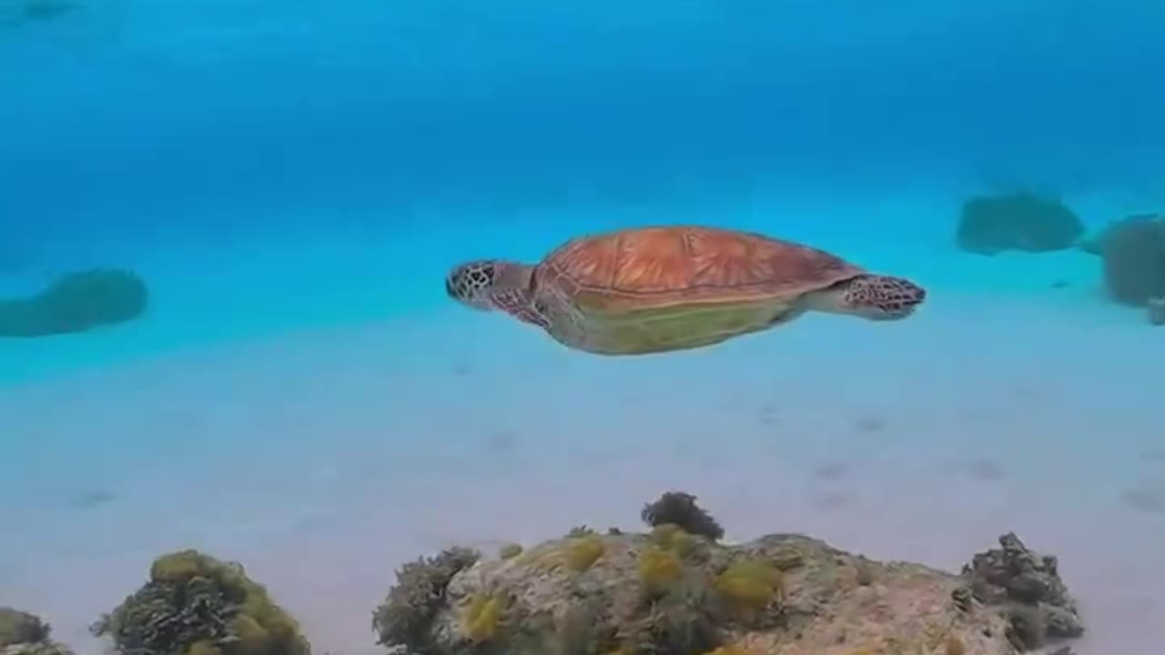 Do you know the beauty of Okinawa's underwater world?