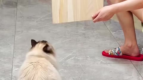 Funny video