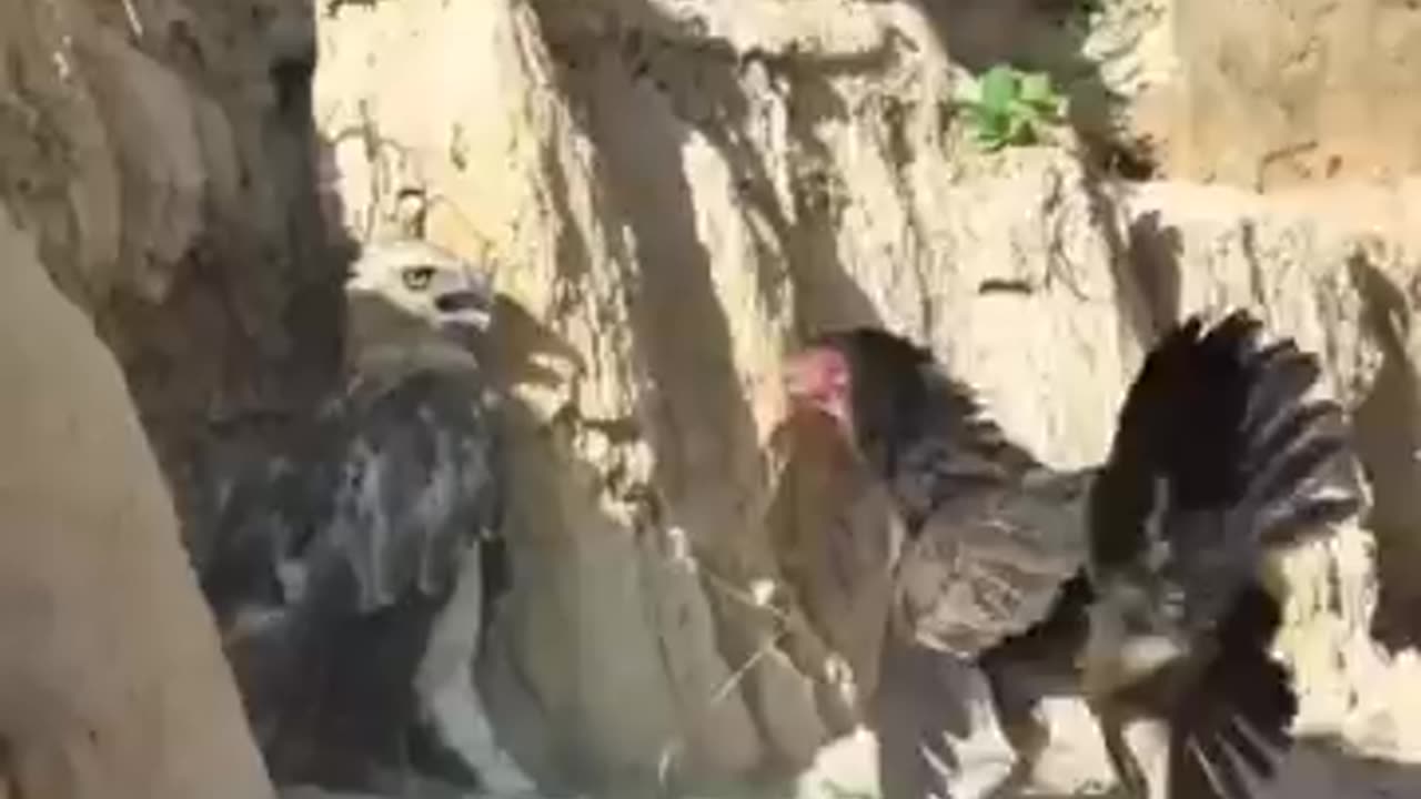 mother hen protecting her chicks