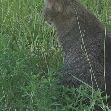 Grazing in the grass