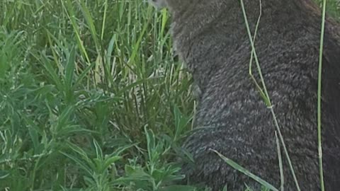 Grazing in the grass