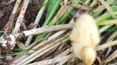 Peeps in the garlic