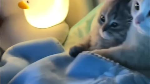 Cute Cats kittens