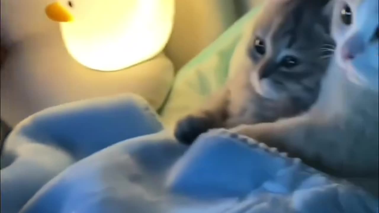 Cute Cats kittens