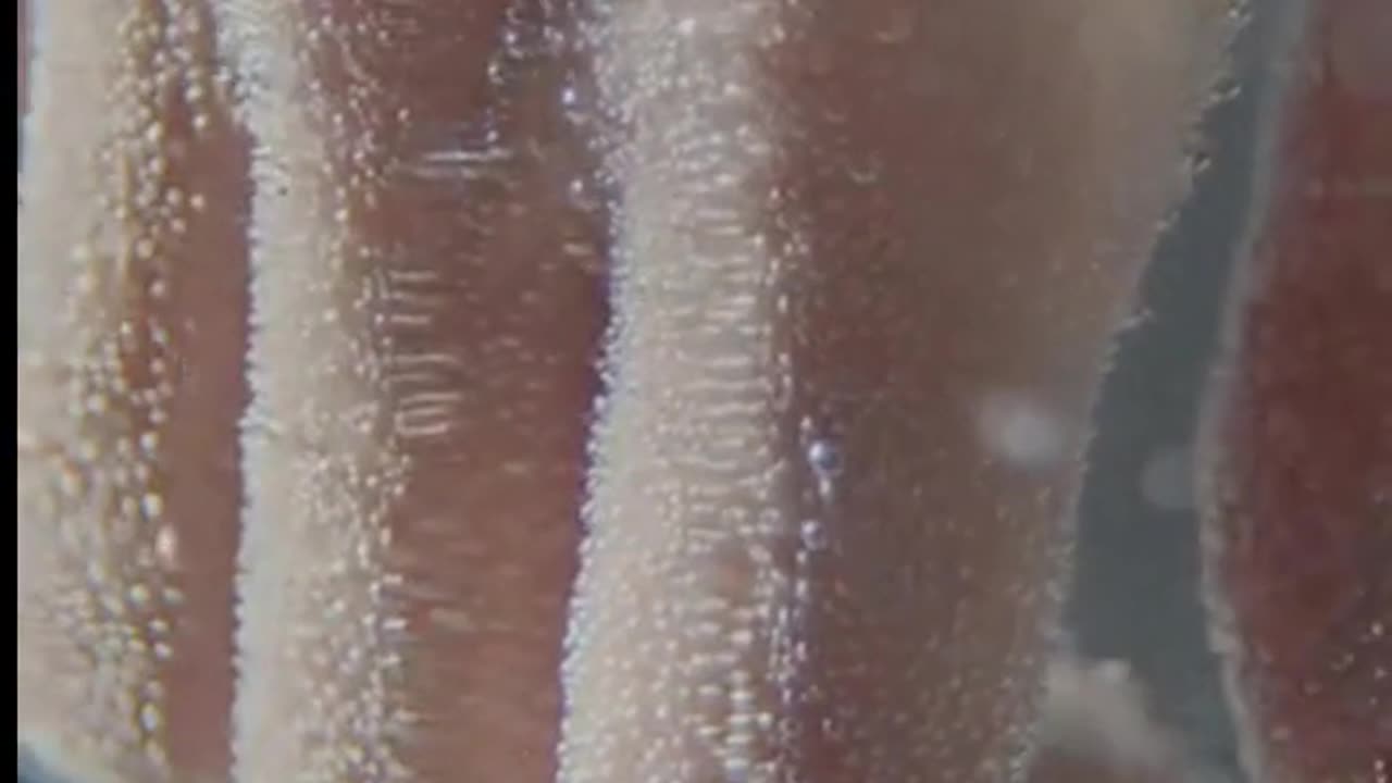 Daily Horoscope | Pisces 🌟