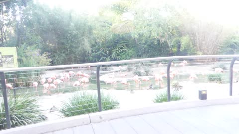 Nearing music over by flamingo exhibit