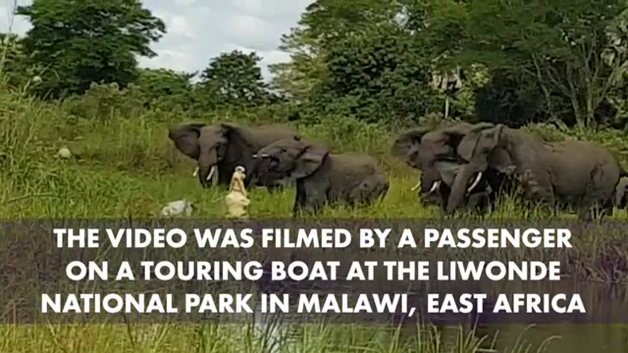 Elephants