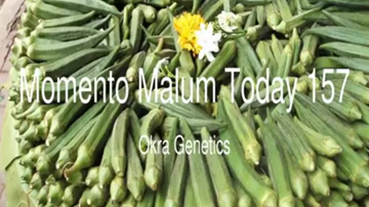 Momento Malum Today Episode 157 Okra Genetics