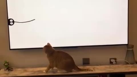 Funny videos 😹 of cat 🐈😺