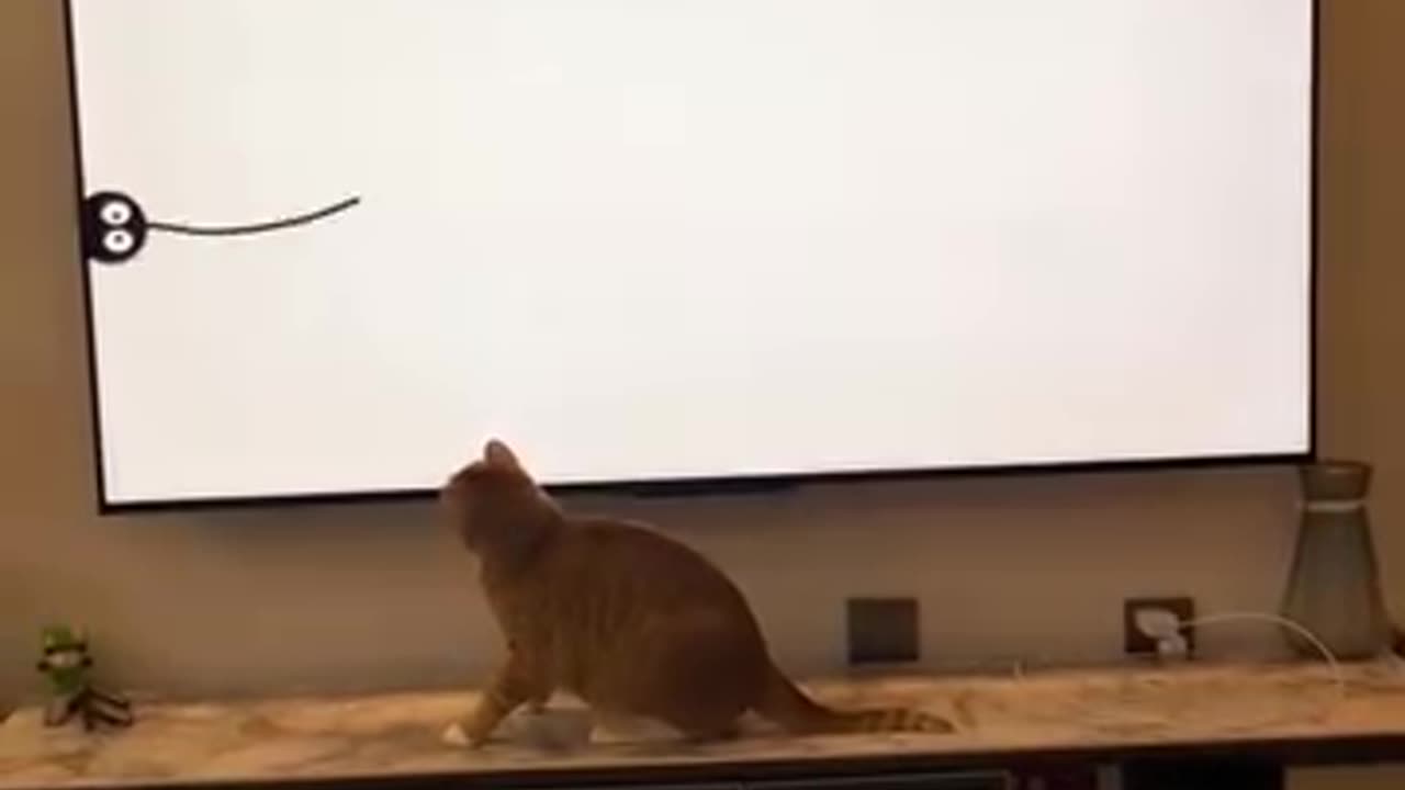 Funny videos 😹 of cat 🐈😺