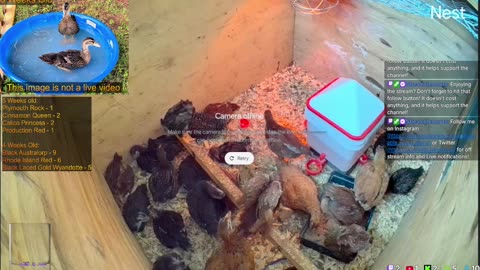 LIVE: Baby Chick Growth Journey Day 28!