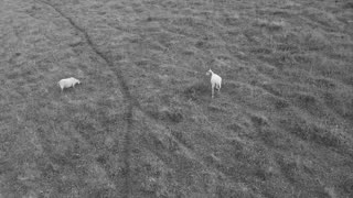 Excado Yolo Chillwave Dreams