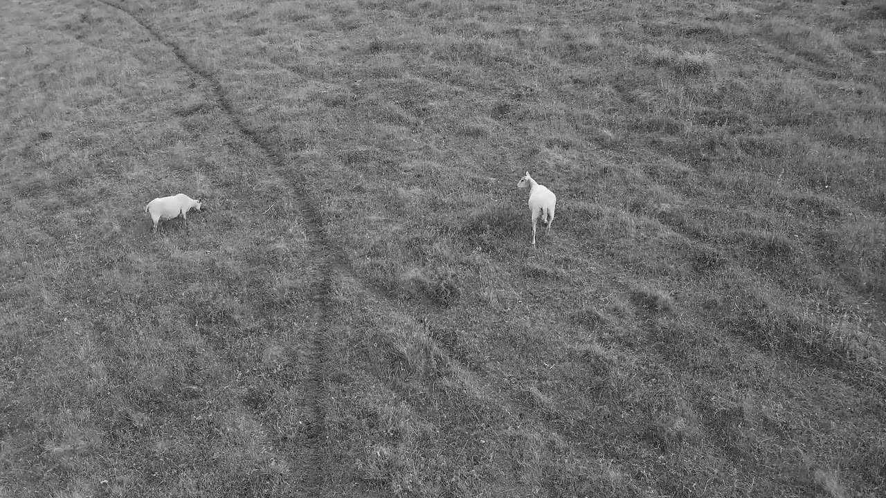 Excado Yolo Chillwave Dreams