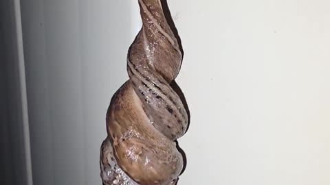 ✨🦎 Nighttime Labor Day Slugs! Nature's Unexpected Nightlife | FeedMyCuriosity