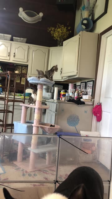 Flying Kitten Jail Break