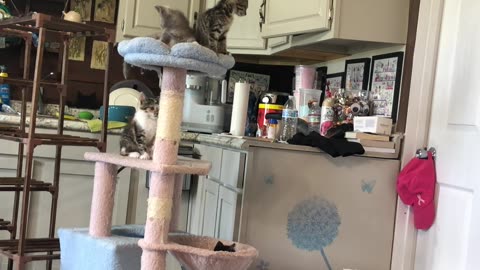 Flying Kitten Jail Break