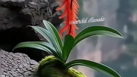 Beautiful video