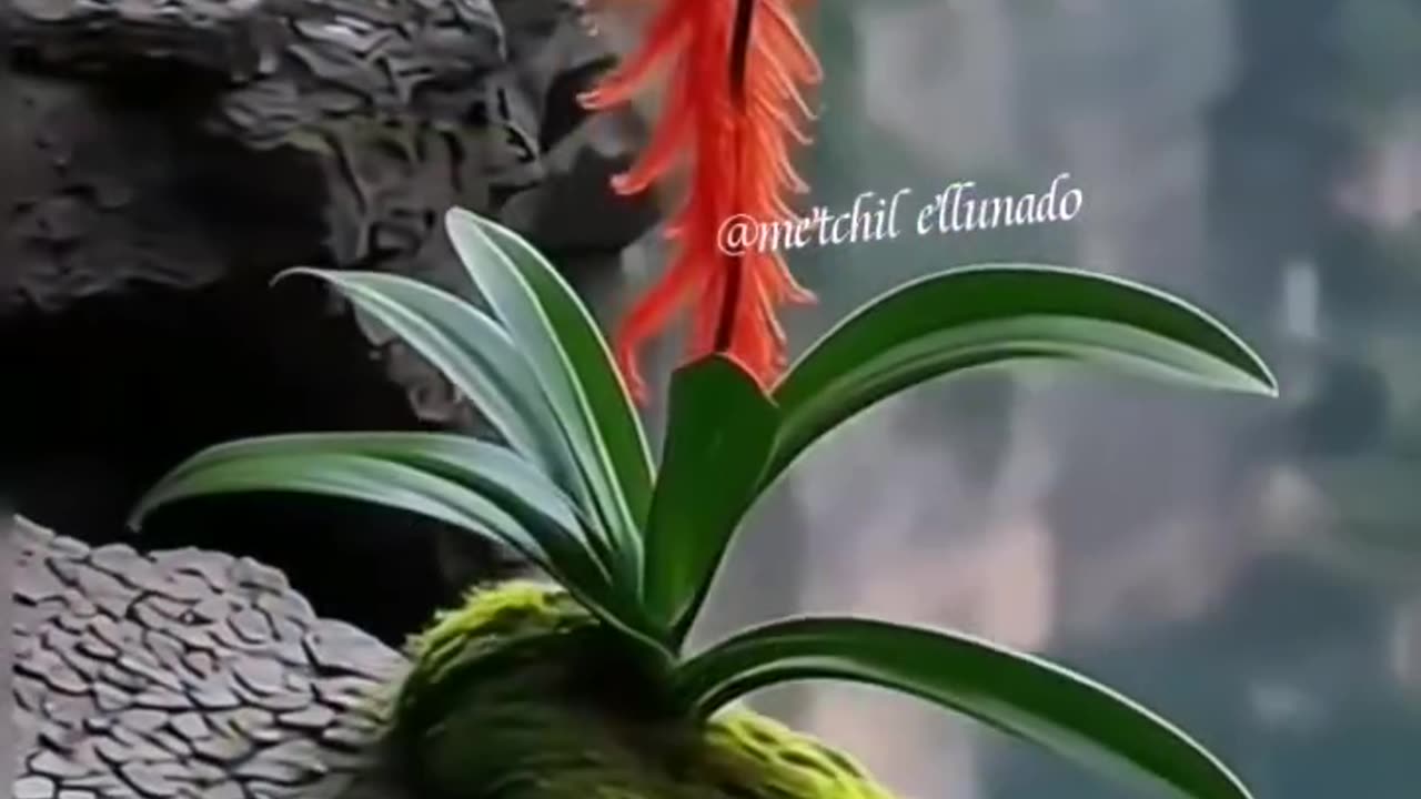 Beautiful video
