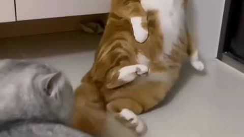 "These cats are out here acting like comedians!"