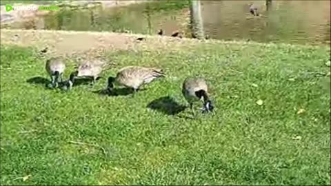 Sunday at the park