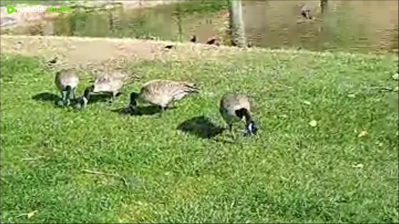 Sunday at the park