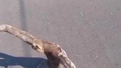 Bro just wants a hug..