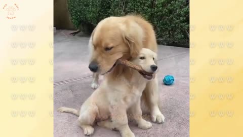 🐾 Texas-Style Laughs! Funniest & Cutest Dogs and Cats Y’all Gotta See 😹🐶